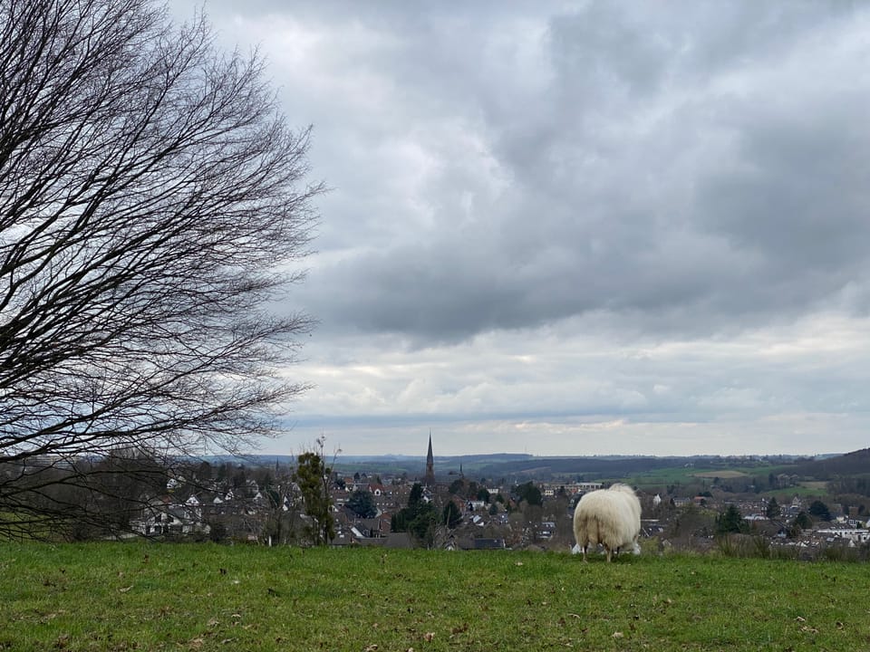 ein Schaf steht auf einer Wiese mit Blick auf einen Ort mit Kirche. Der Himmel ist grau. Links steht ein Baum.