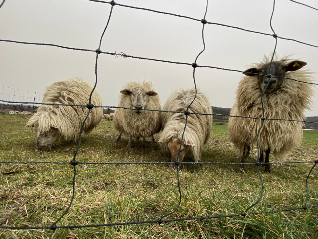 vier Schafe auf einer Wiese